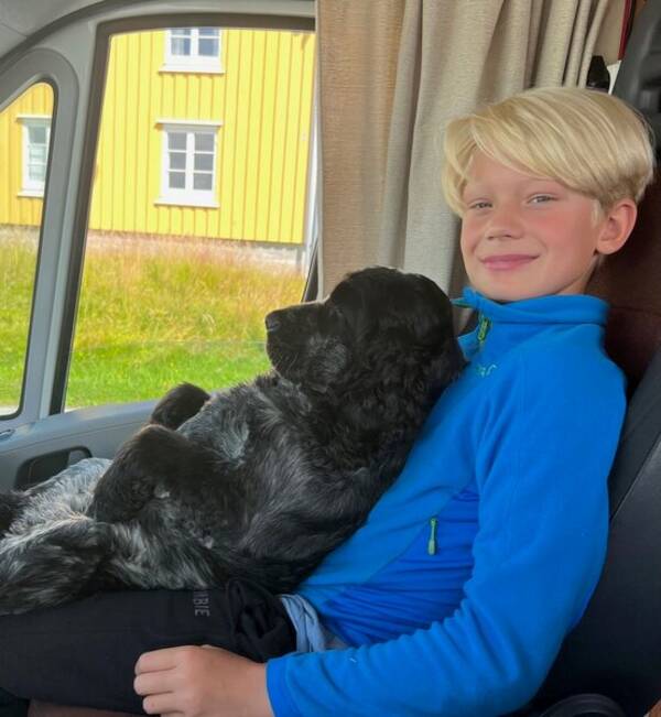 Hund - Cocer spaniel, Molly