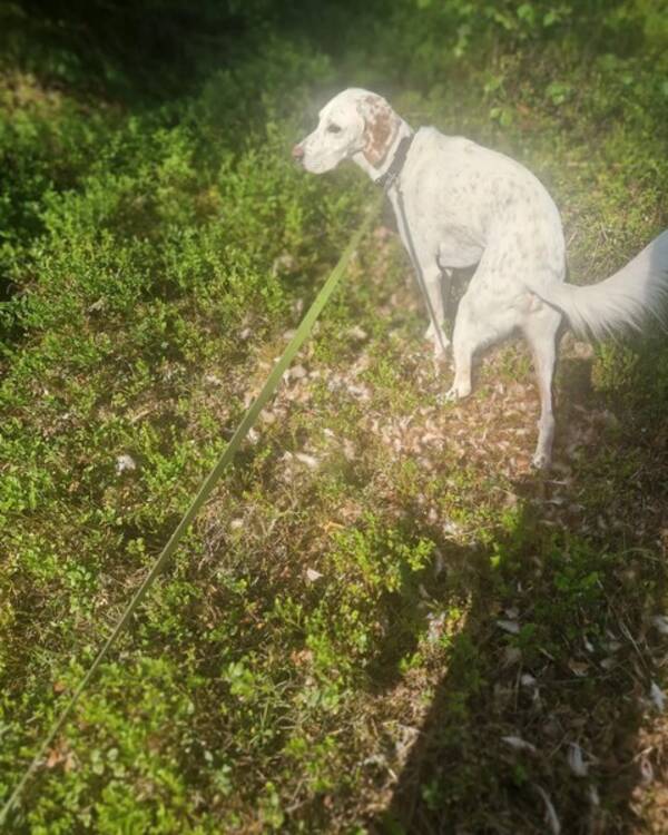 Hund - Buster 8 r 
