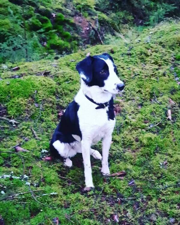 Hund - Bordercollien Lexie 7 år Hund - Bordercollien Lexie 7 år