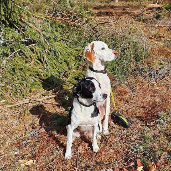Hund - Buster 8 r 