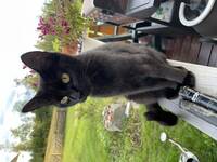 Lykke Athena pusekatten min Lykke Athena pusekatten min