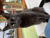 Ares pusekatten min Ares pusekatten min