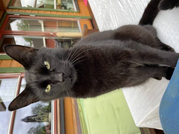 Katt - Ares pusekatten min