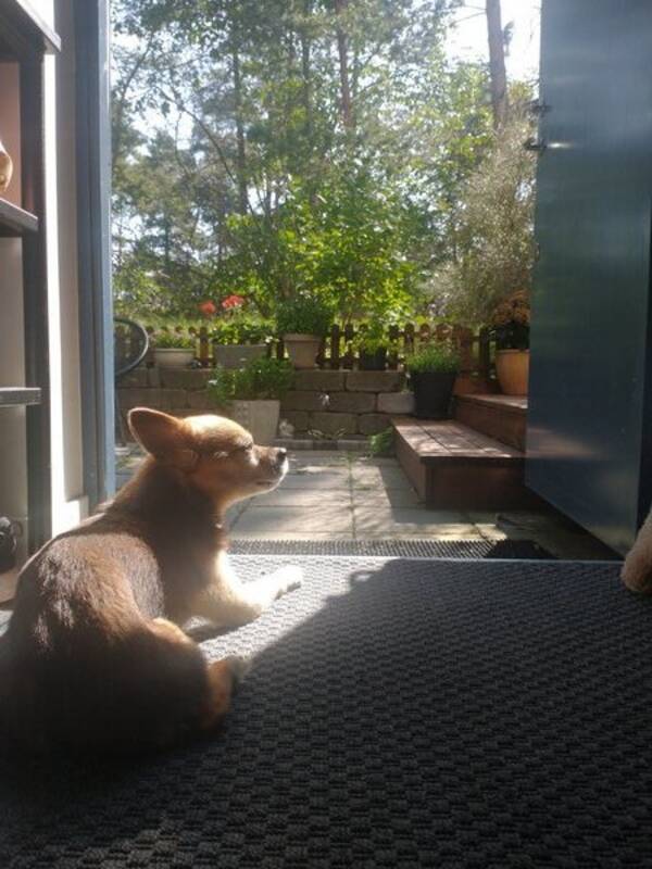 Hund - Diablo