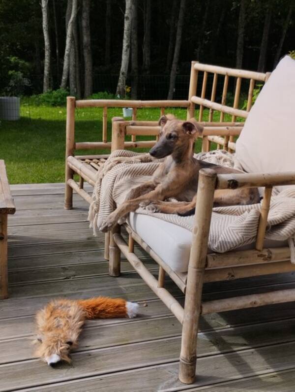Hund - Silken Windsprite Siri