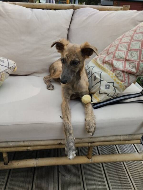 Hund - Silken Windsprite Siri