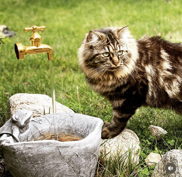 Katt - Katten Mozart