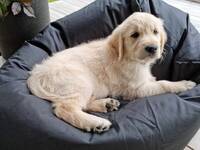 Golden retriever Golden retriever