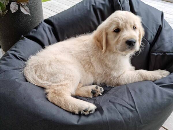 Hund - Golden retriever