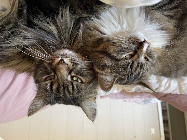 Katt - Huskatter Katt - Huskatter