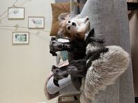 Fivel, Fnugg og Mumrik  Fivel, Fnugg og Mumrik