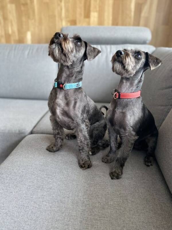 Hund - Nanna og Balder