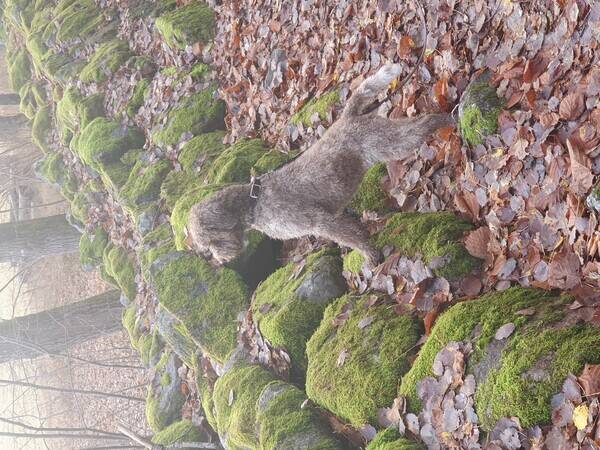 Hund - Lnevovve