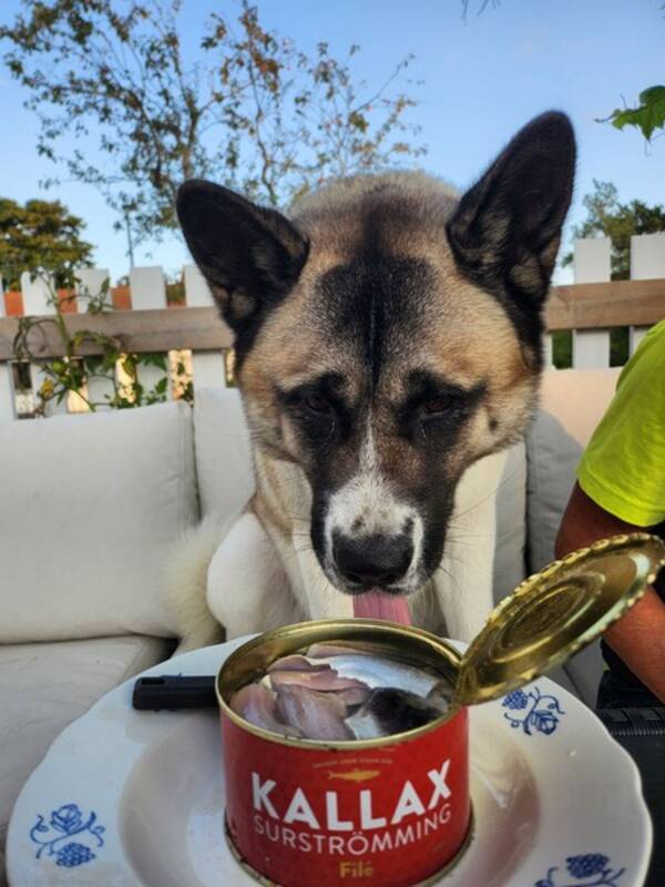 Hund - Mums