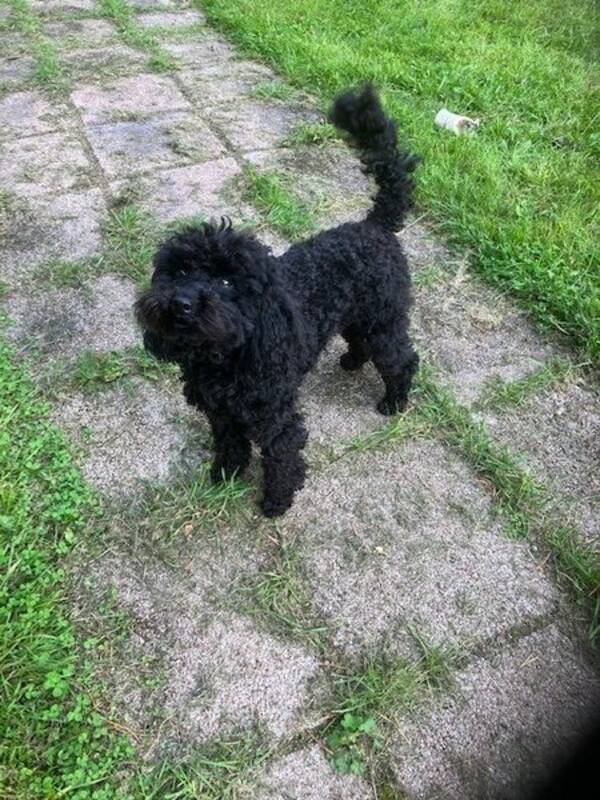 Hund - Pudeln Malcolm