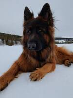 German Shepherd German Shepherd