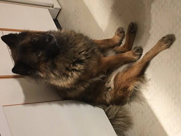 Hund - 3 hundar av spetstyp