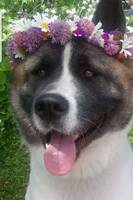 Zumo american akita Zumo american akita