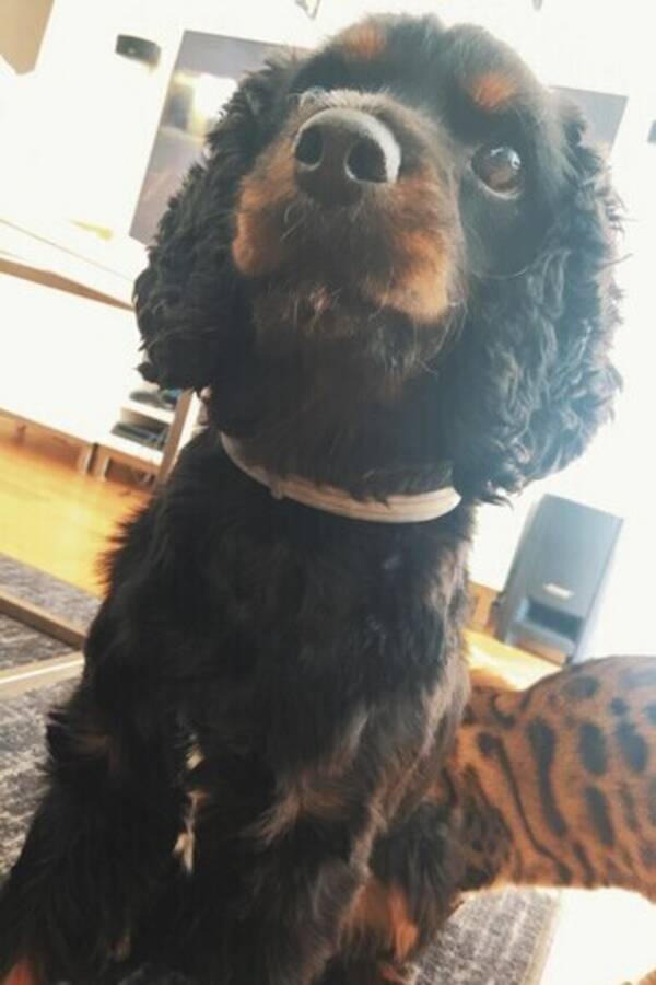 Hund - Blandrashunden Ninjo 