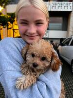 Molly Toy pudel Molly Toy pudel