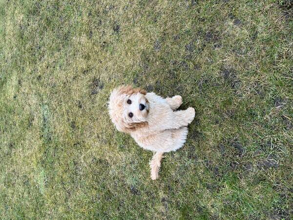 Hund - Cavapoo