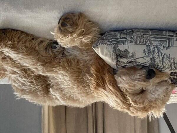 Hund - Cavapoo
