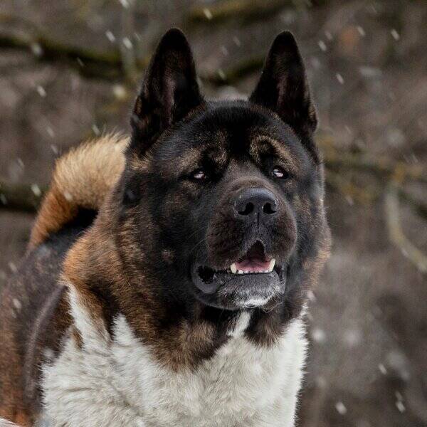 Hund - Amerikansk Akita Kuma 