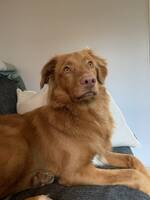 Tolleren Odin Tolleren Odin