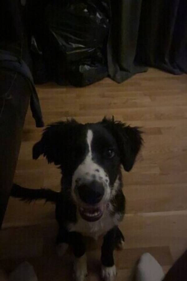 Hund - Border collien Charlie 