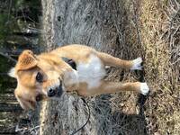 Jack Russel/Tibetansk Spaniel Jack Russel/Tibetansk Spaniel