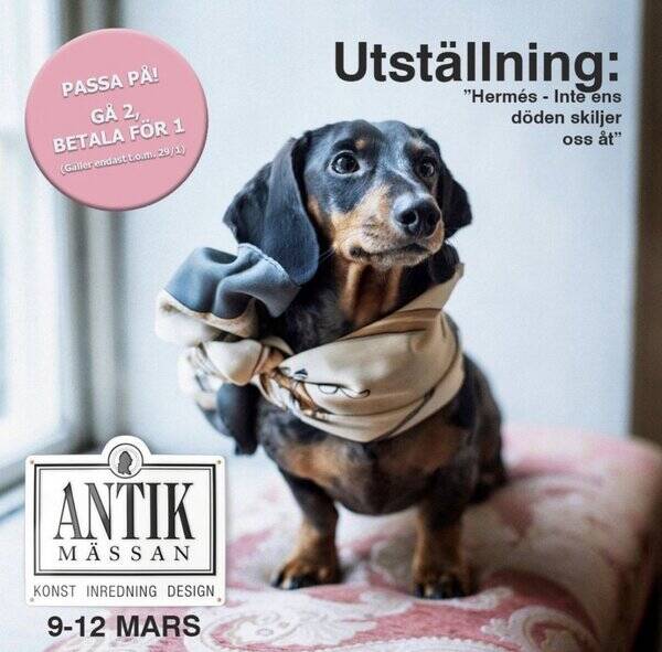 Hund - Melerad dvrgtax Pablo 