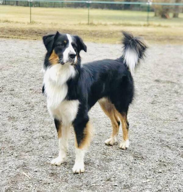Hund - Zid