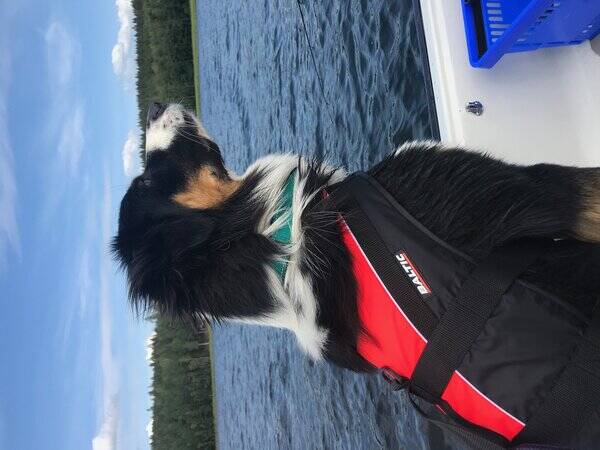 Hund - Zid
