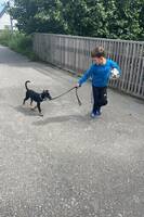 Dobermann/husky blanding Dobermann/husky blanding