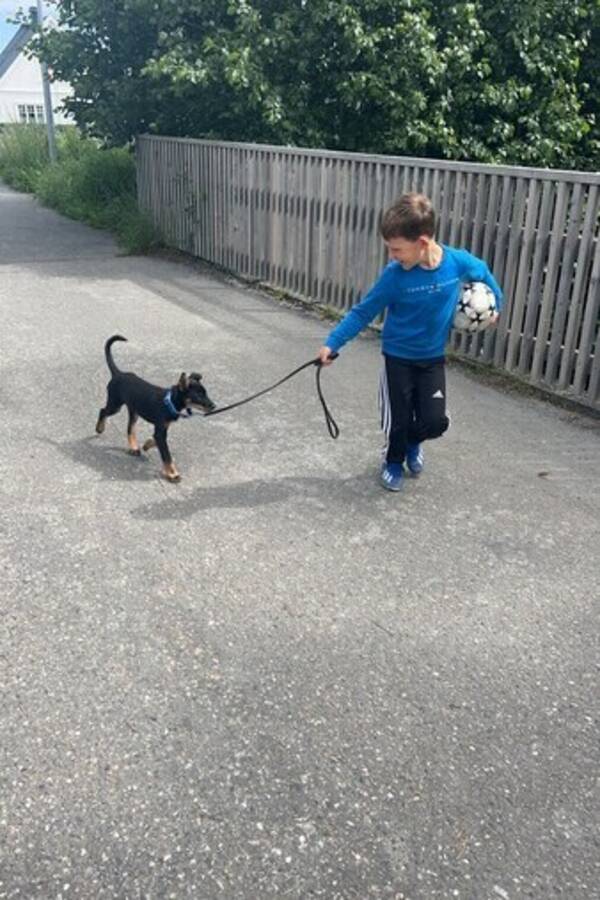 Hund - Dobermann/husky blanding