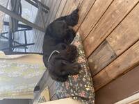 Jaktcocker Jaktcocker