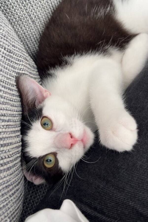 Katt - Wille