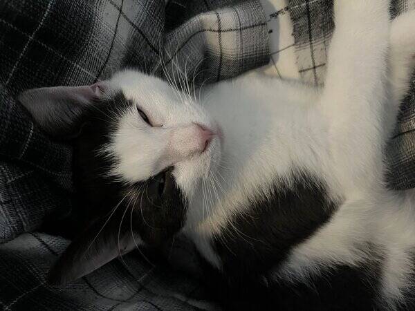 Katt - Wille