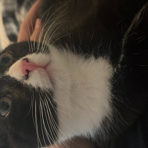Katt - Simon 