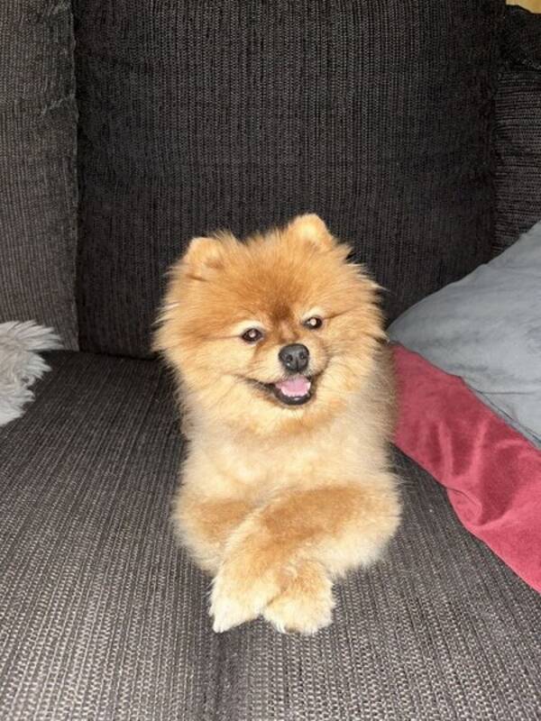 Hund - Pomeranian Bobby 