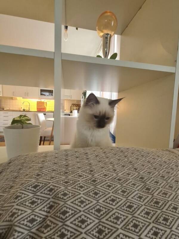 Lgenhet - Studio 1:a