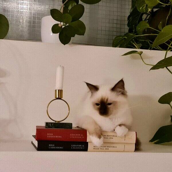 Lgenhet - Studio 1:a