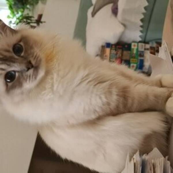 Katt - Nivis