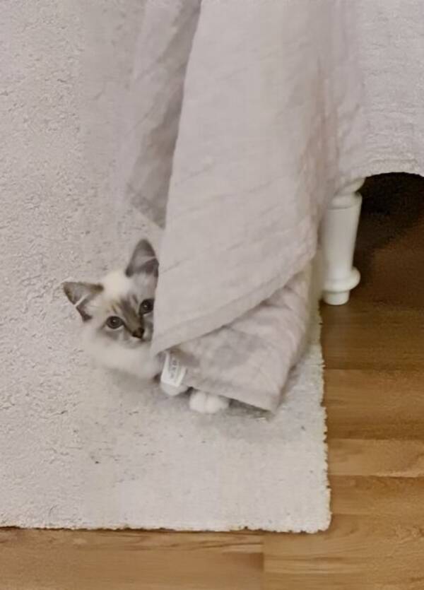 Katt - Nivis