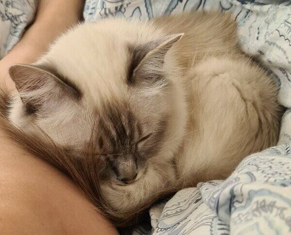 Katt - Nivis