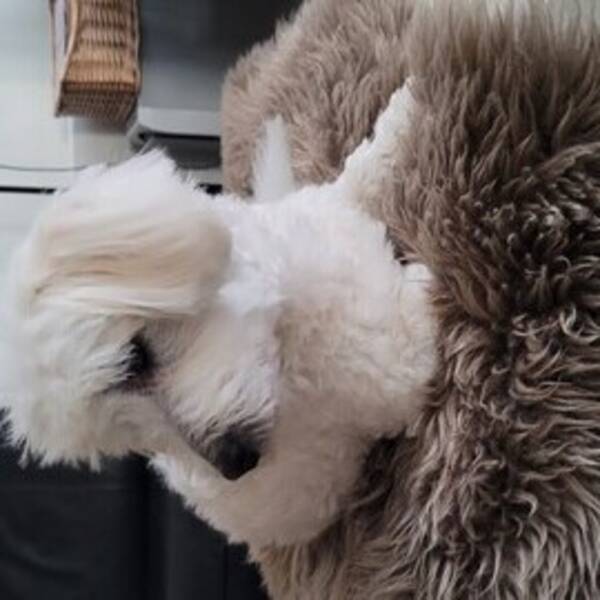 Hund - Elvis