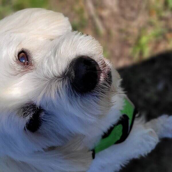 Hund - Elvis