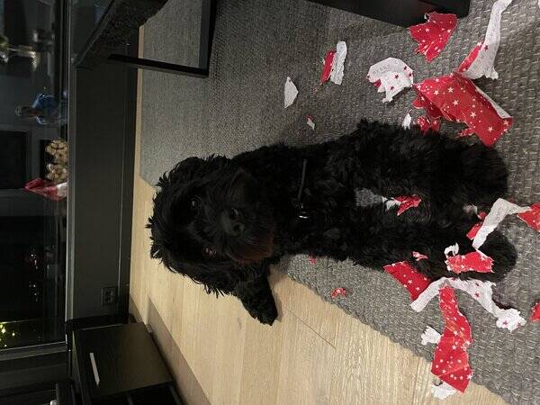 Hund - Flekken Hund - Flekken