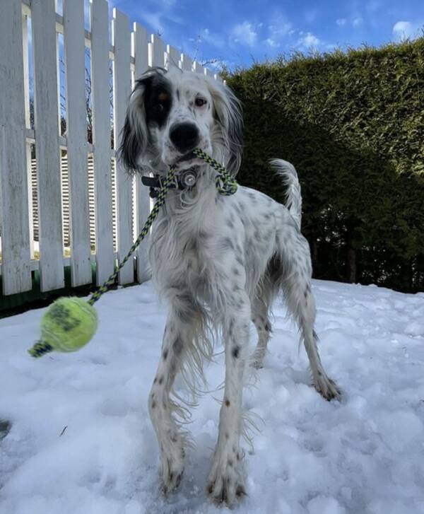 Hund - Engelsk Setter - Theo