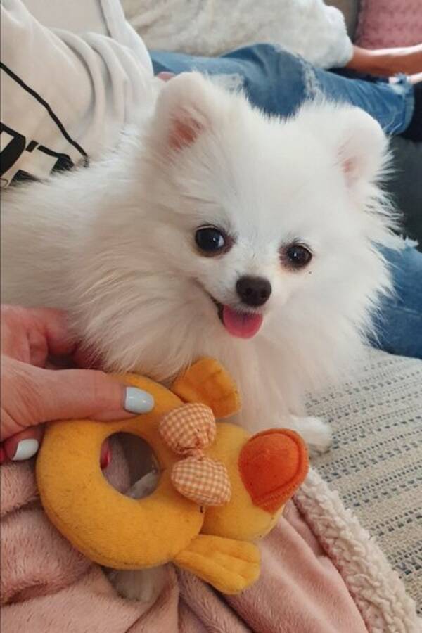 Hund - Pomeranian vit